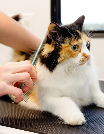 mobile cat grooming North Kitsap